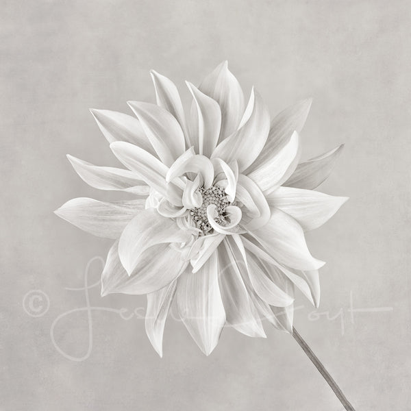 Pinwheel