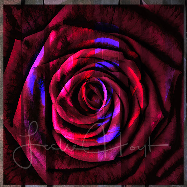 Rose Montage