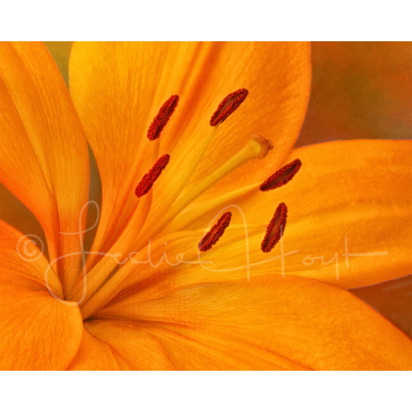 Lily in orange