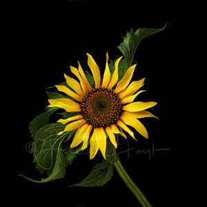 Scraggly Sunflower