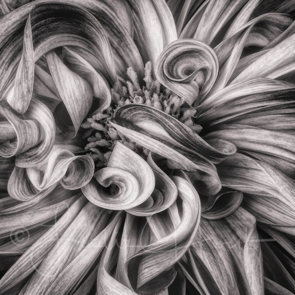 Swirls in Black and White
